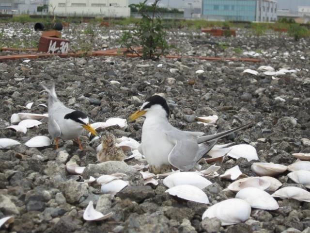 f:id:littletern:20210305150709j:plain