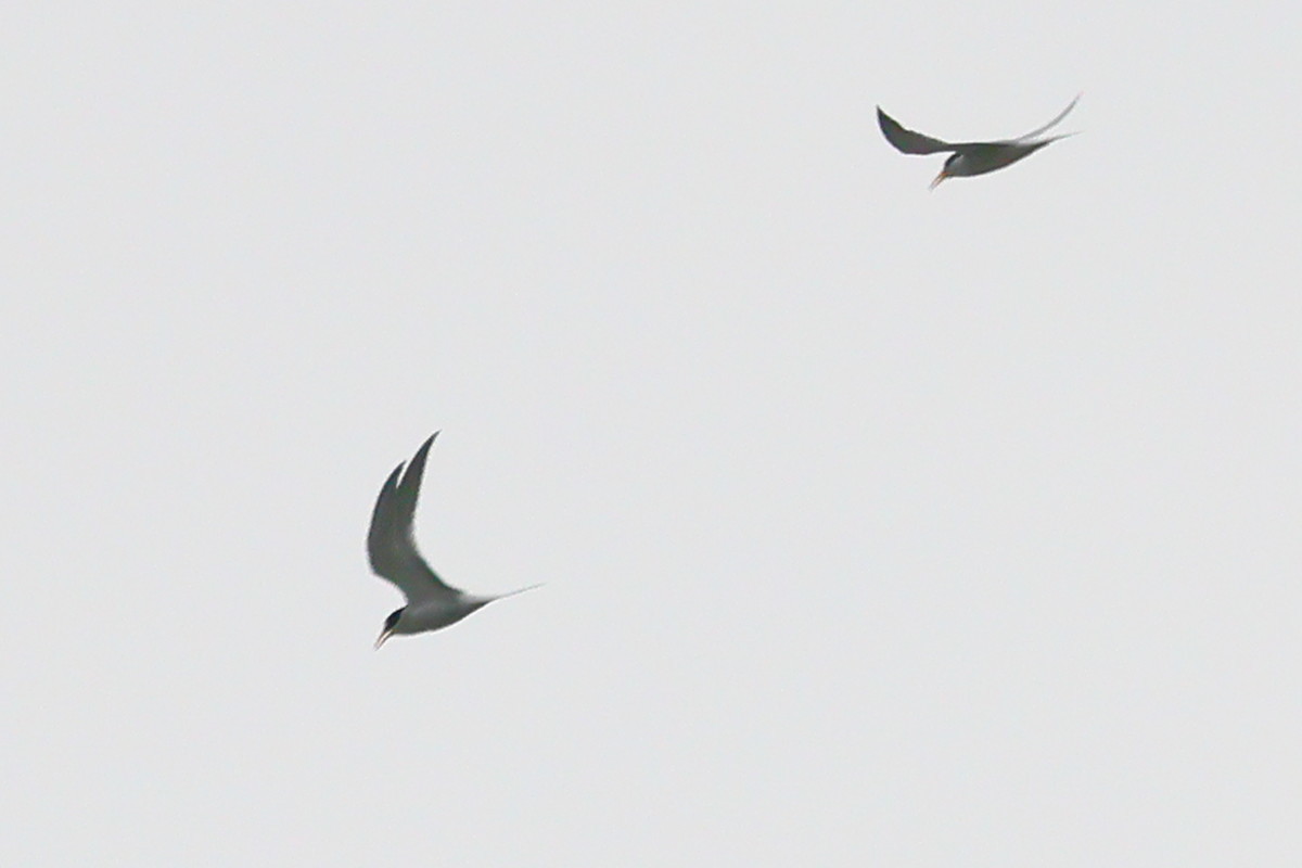 f:id:littletern:20220417150945j:plain