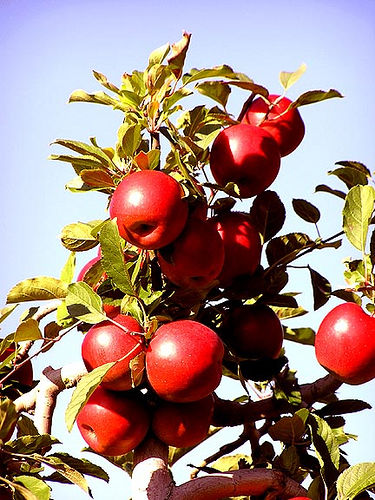 f:id:littleyohane:20121126103251j:image f:id:littleyohane:20121126103251j:image