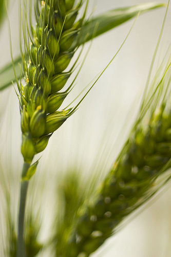 f:id:littleyohane:20131111082329j:image:w375 f:id:littleyohane:20131111082329j:image:w375