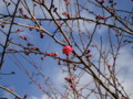 [花][植物]梅