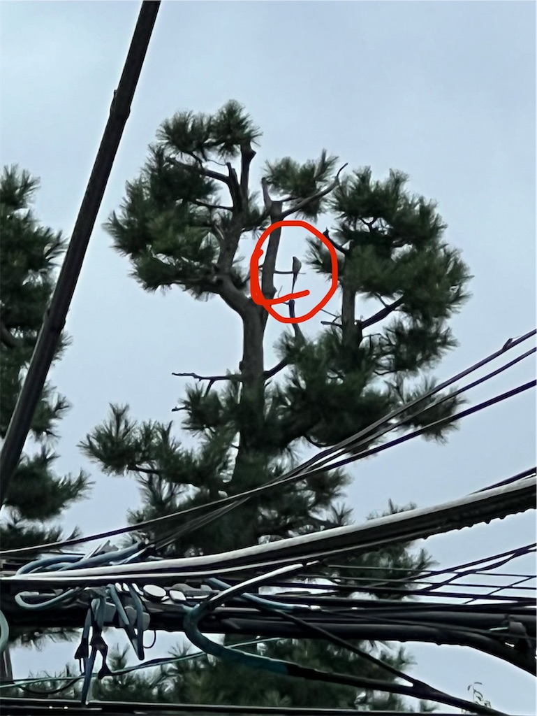 f:id:lived_happily_ever_after:20240927090914j:image f:id:lived_happily_ever_after:20240927090914j:image