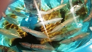 f:id:liveupworker:20171003200420j:plain