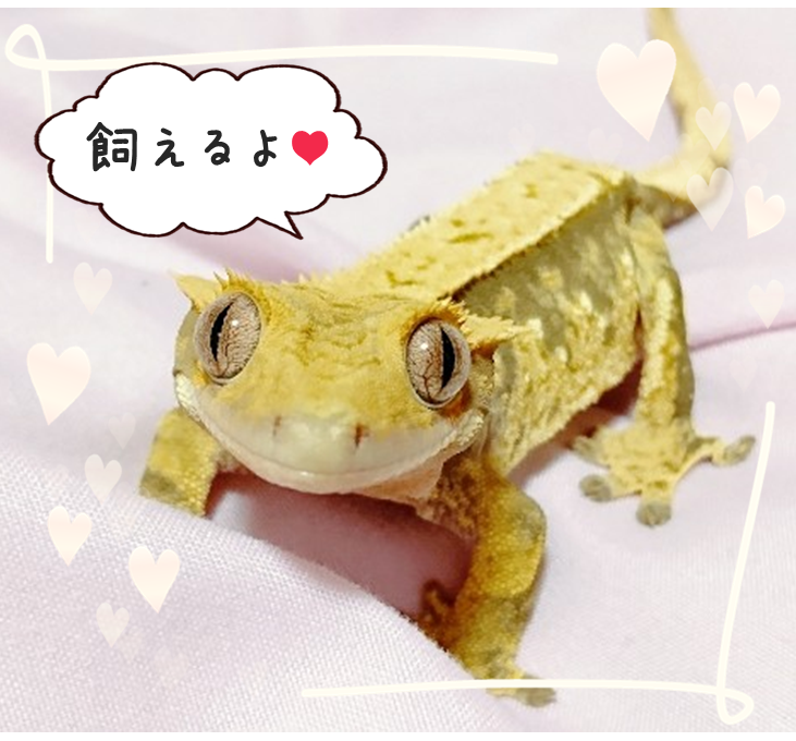 大丈夫 虫が苦手でも爬虫類を飼える3つの理由 りずろぐ 大丈夫 虫が苦手でも爬虫類を飼える3つの理由 りずろぐ