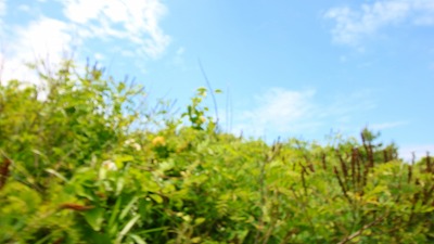 f:id:llcnagomi:20190603200618j:plain