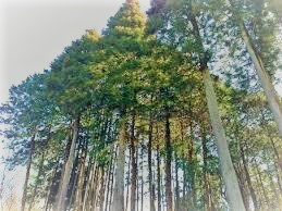 f:id:llcnagomi:20190702193004j:plain