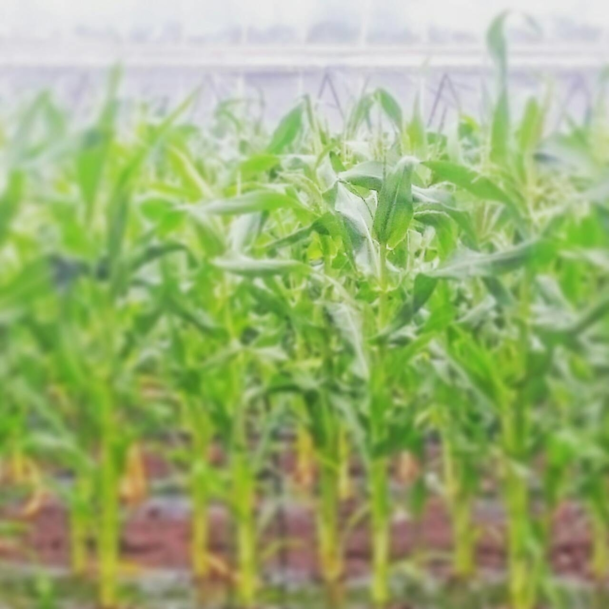 f:id:llcnagomi:20190702193445j:plain