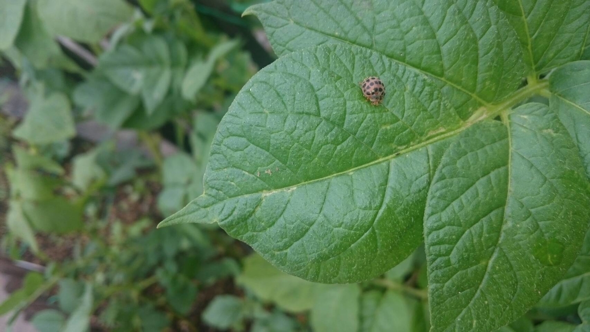 f:id:llcnagomi:20190704181751j:plain f:id:llcnagomi:20190704181751j:plain