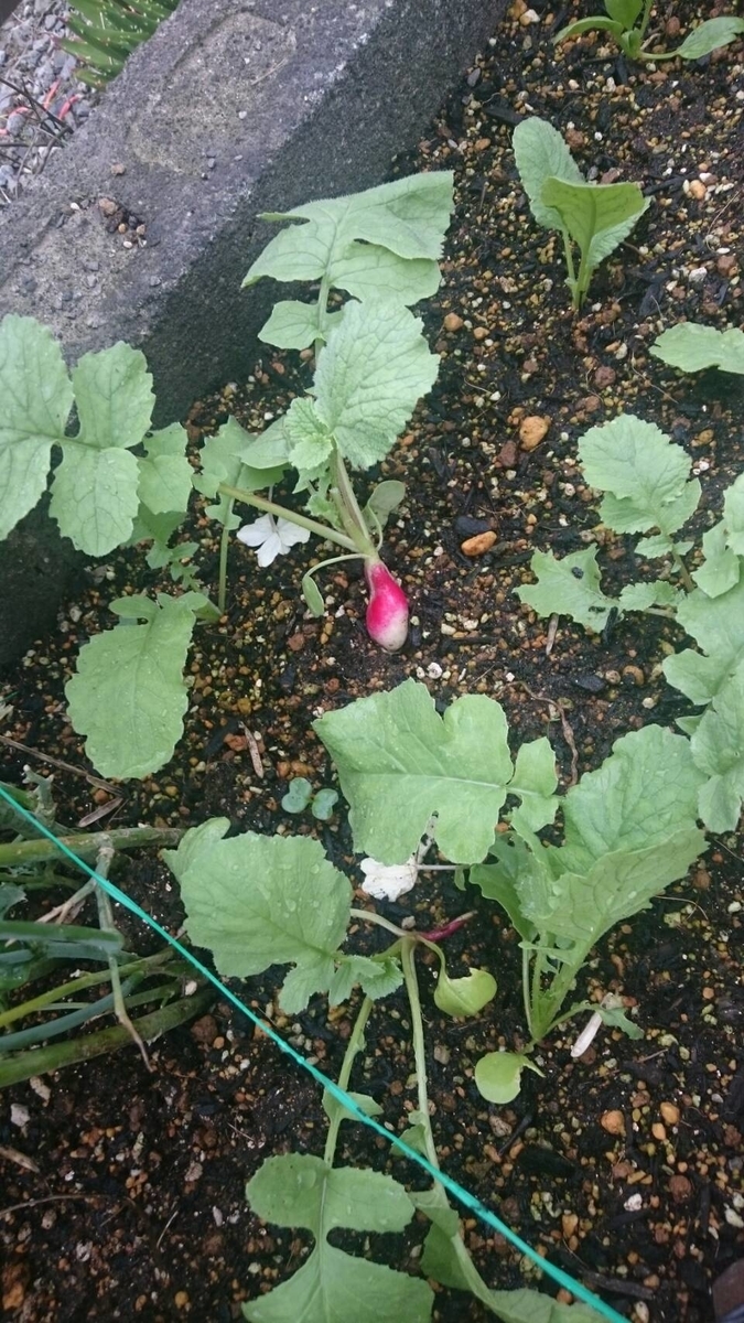 f:id:llcnagomi:20190704182644j:plain f:id:llcnagomi:20190704182644j:plain