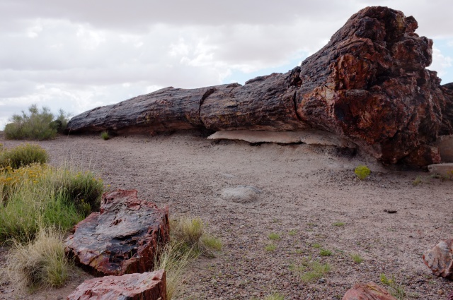 グランドサークル Petrified Forest Np 化石の森国立公園 恐竜はここで生きていた まるのるま