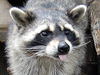 f:id:lo-tus:20071015232347j:image:left