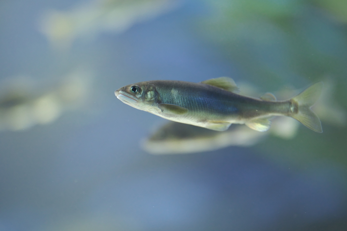 錆鮎と太刀魚 ろーちっちのaqua Photo Blog 錆鮎と太刀魚 ろーちっちのaqua Photo Blog