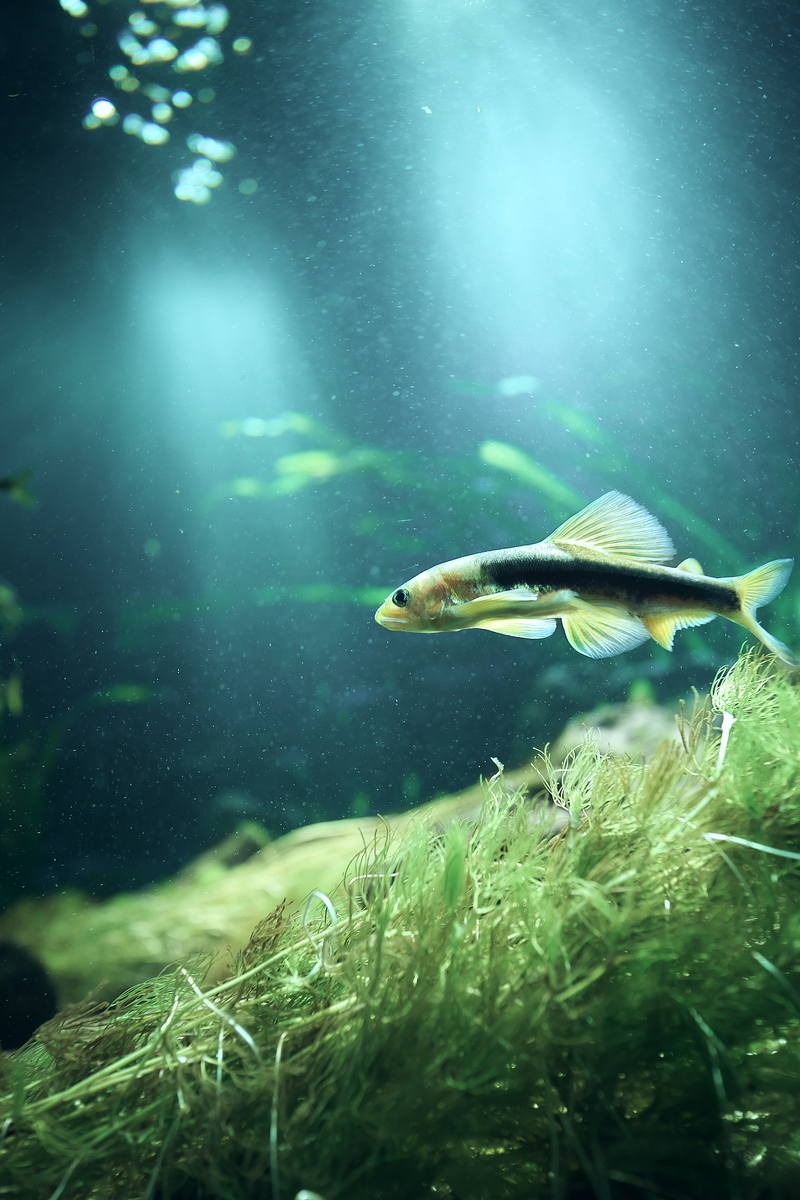 錆鮎と太刀魚 ろーちっちのaqua Photo Blog 錆鮎と太刀魚 ろーちっちのaqua Photo Blog