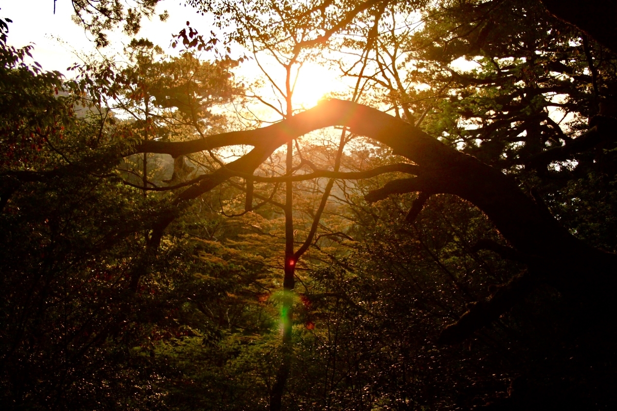 f:id:local-hunter-hiro:20190518222031j:plain