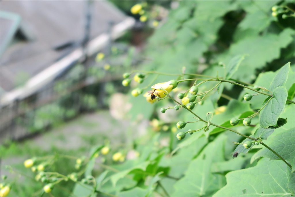 f:id:local-link-lead:20190821080215j:plain