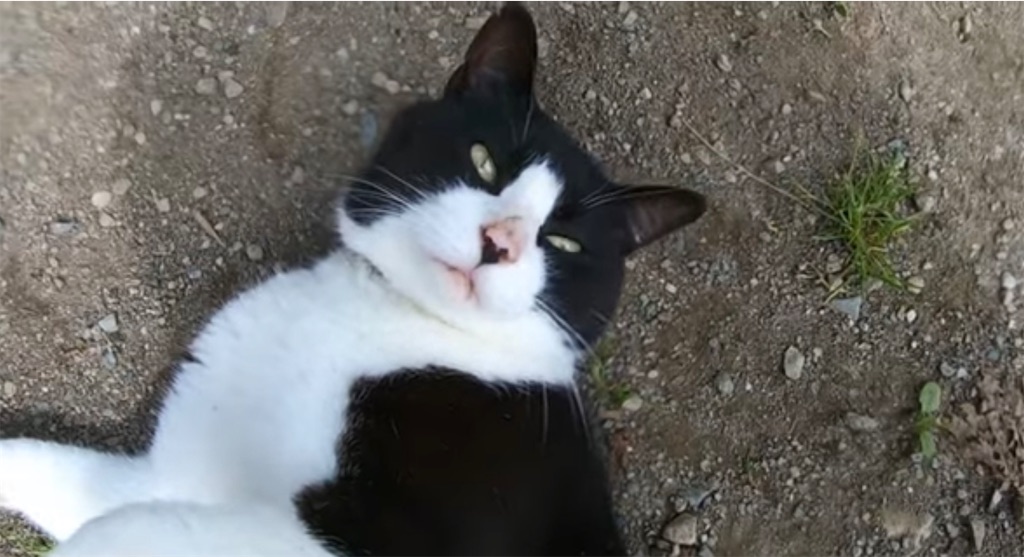 f:id:local-link-lead:20210831181954j:image f:id:local-link-lead:20210831181954j:image