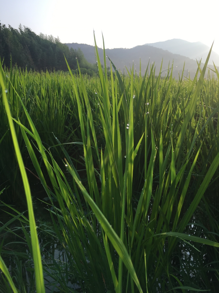 f:id:localjapan:20160805061615j:plain f:id:localjapan:20160805061615j:plain
