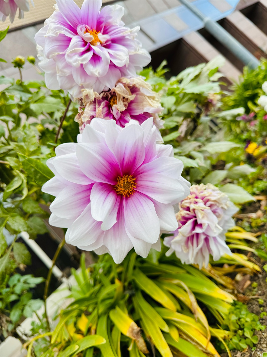 f:id:locomoco123:20250107212350j:image f:id:locomoco123:20250107212350j:image