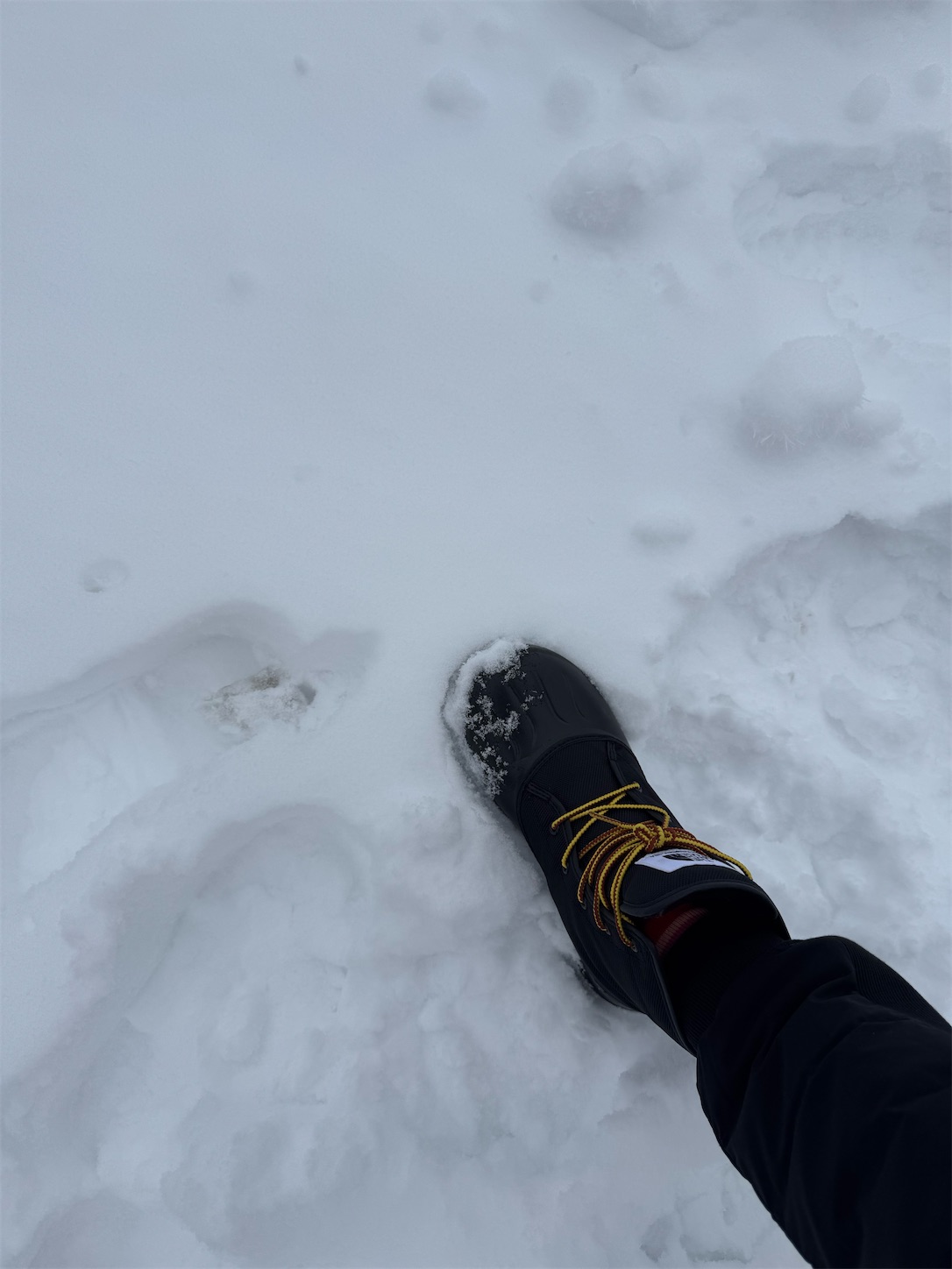 f:id:locomoco123:20250304184729j:image