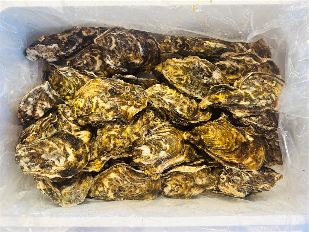 f:id:locomoco123:20251225150225j:image