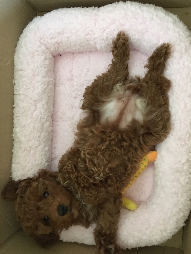 f:id:locotim:20191005090906j:plain