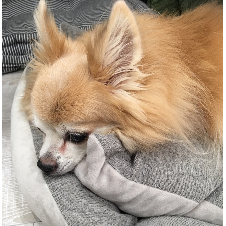 f:id:lodog:20171026200330p:plain f:id:lodog:20171026200330p:plain