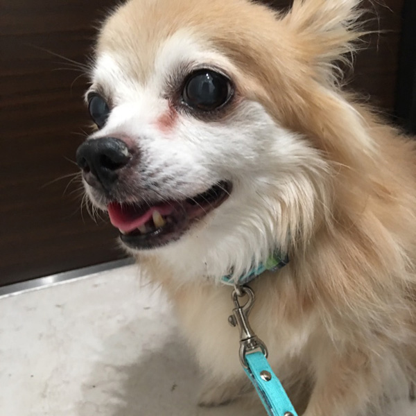 f:id:lodog:20180110205354j:plain f:id:lodog:20180110205354j:plain