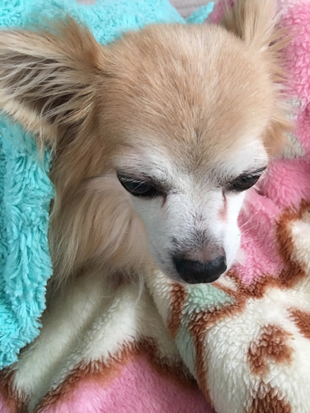 f:id:lodog:20180110205426j:plain f:id:lodog:20180110205426j:plain