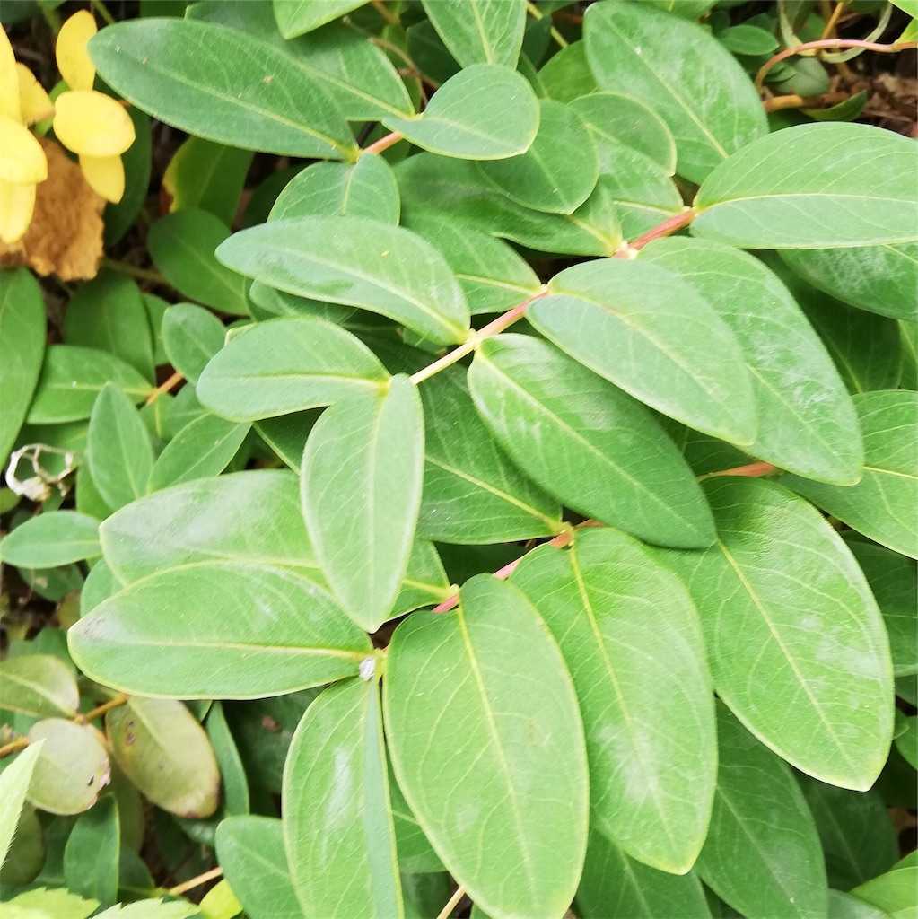 f:id:logicalnotes:20190803163505j:image f:id:logicalnotes:20190803163505j:image