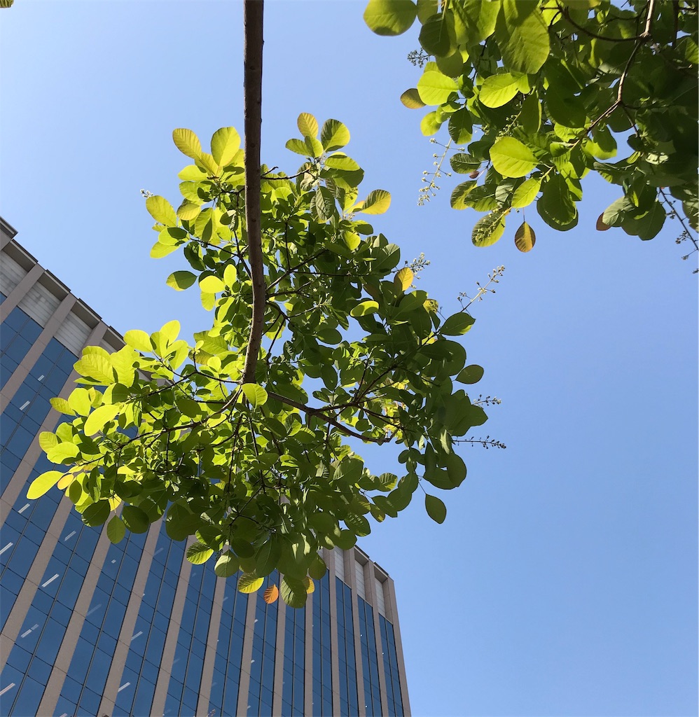 f:id:logos-garden:20190612181234j:plain f:id:logos-garden:20190612181234j:plain