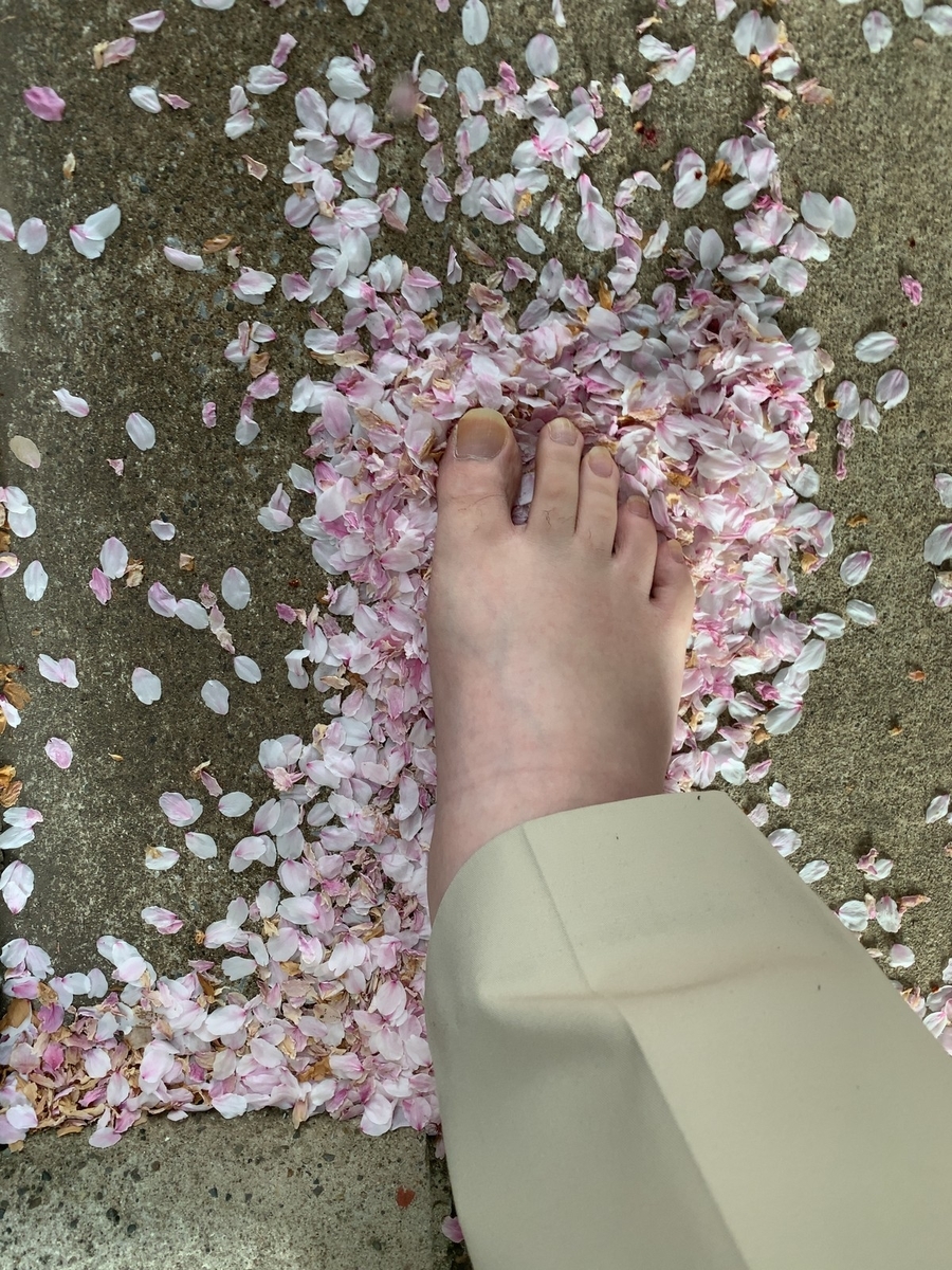 裸足で桜の花びらを踏む