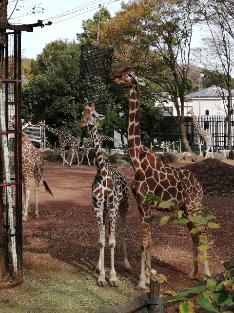 f:id:lolobeauty365:20211115143618j:image