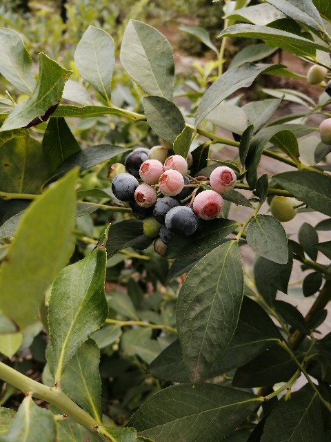 f:id:lolobeauty365:20220729103701j:image