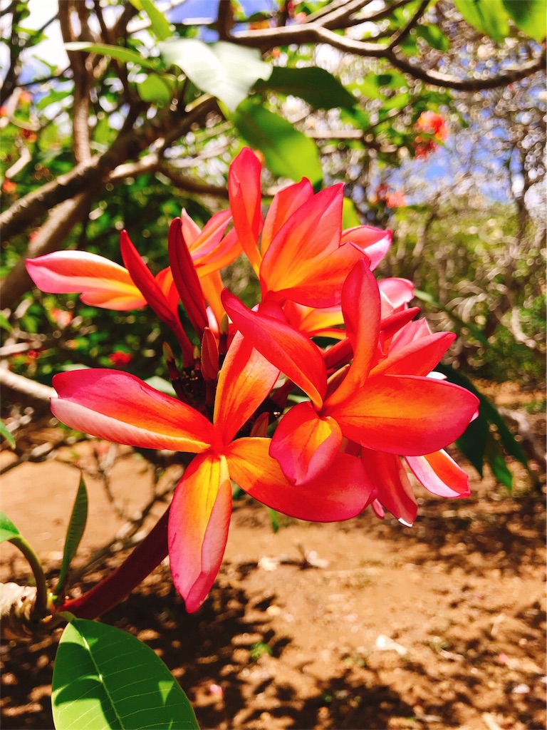 f:id:lomilomikiko:20190516002905j:image