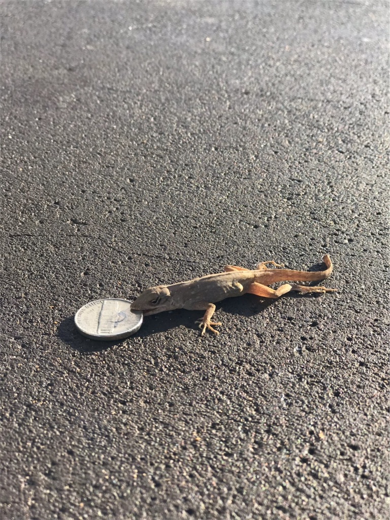 f:id:lomilomikiko:20190612144725j:image