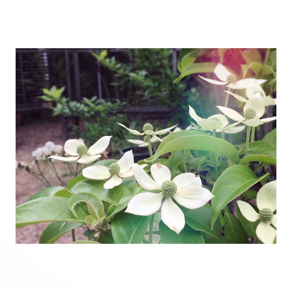 f:id:lomilomikiko:20190619163153j:image