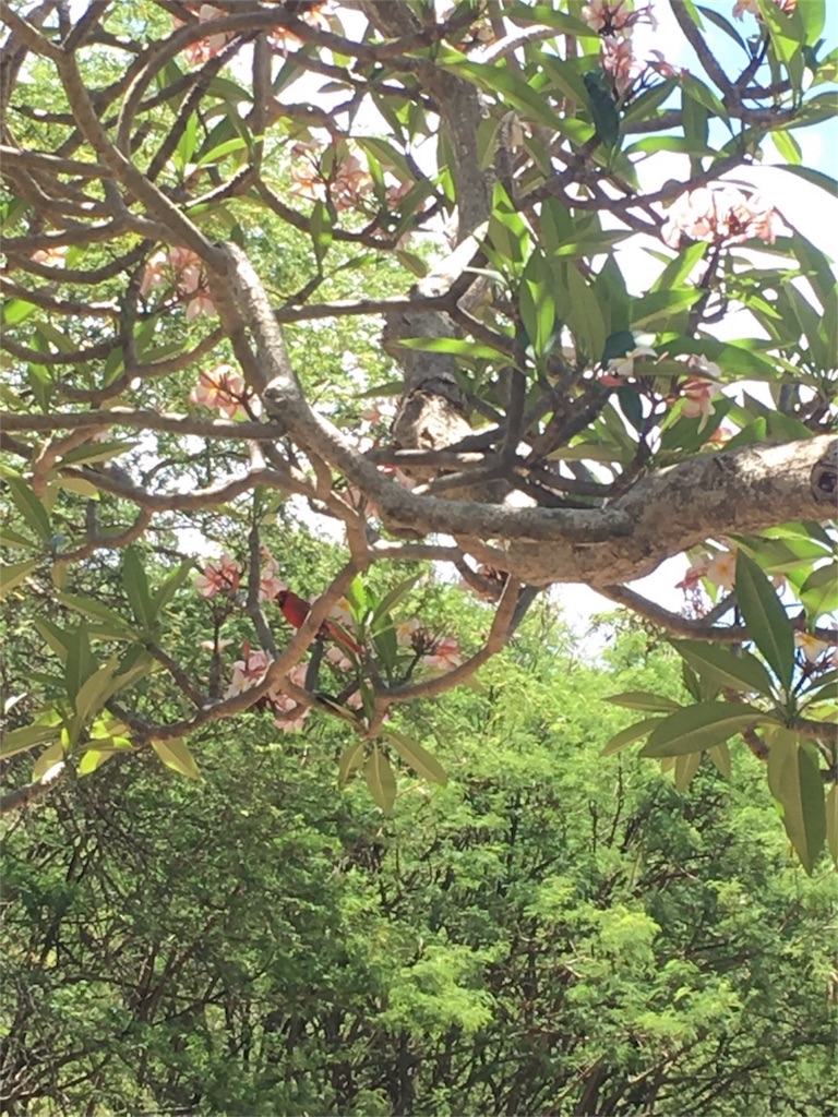 f:id:lomilomikiko:20190627201037j:image