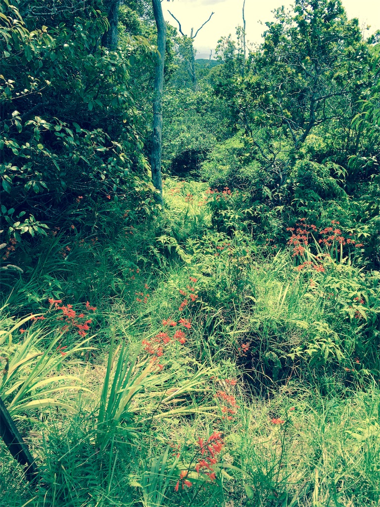 f:id:lomilomikiko:20191001144629j:image