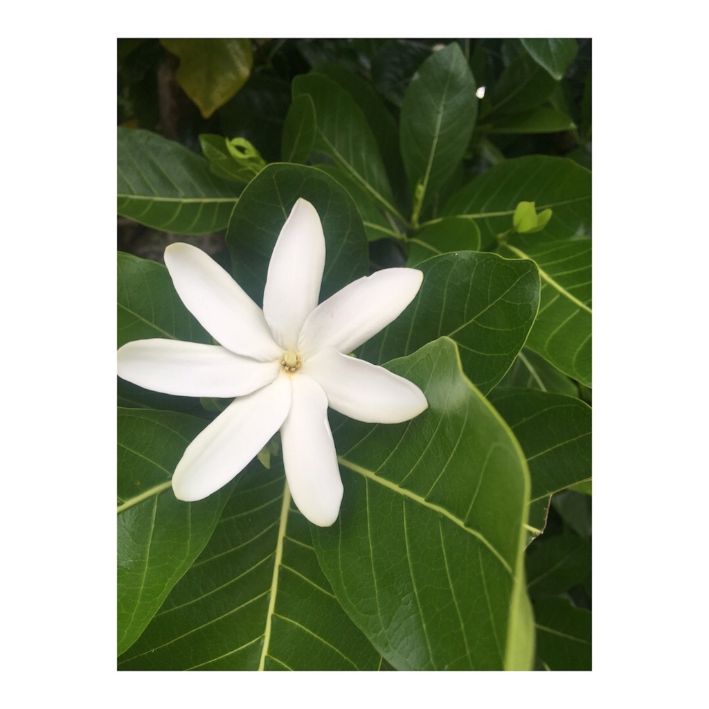 f:id:lomilomikiko:20191003140331j:image