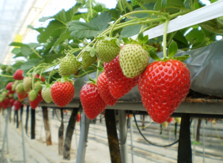 高知県のデートスポット西島園芸団地でいちご狩りをする 高知県のおすすめデートスポット19年