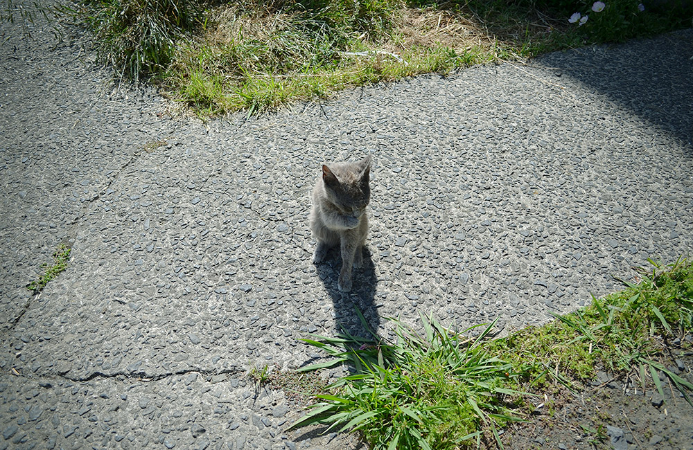 f:id:lomotani:20190526120250j:plain