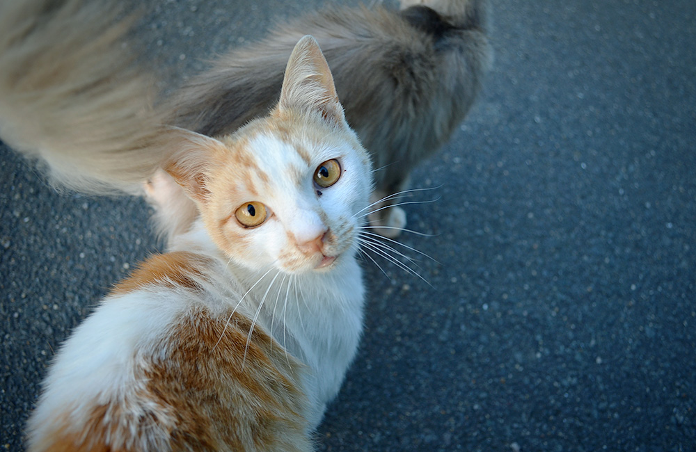 f:id:lomotani:20190526120258j:plain