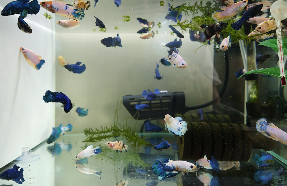 ベタの繁殖と稚魚成長の記録 動画あり ホルモンでお食い初め