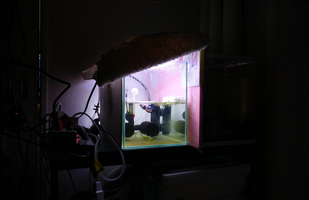 f:id:lomotani:20190615134741j:plain
