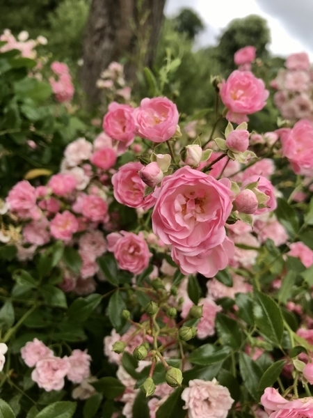 f:id:londonnotes:20210513024729j:plain