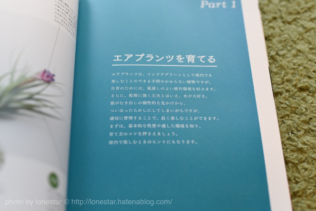 エアプランツ　初心者