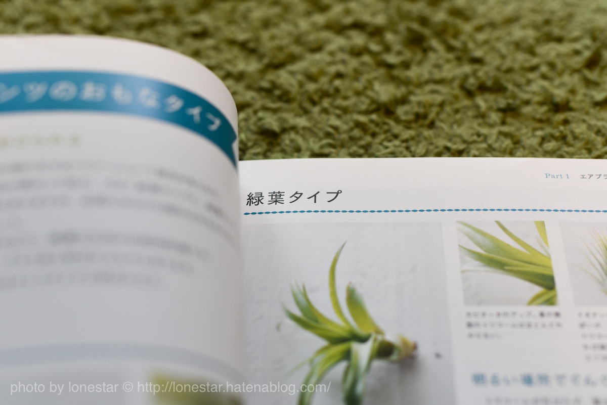 エアプランツ　緑葉タイプ