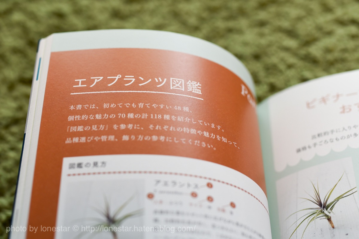 エアプランツ図鑑