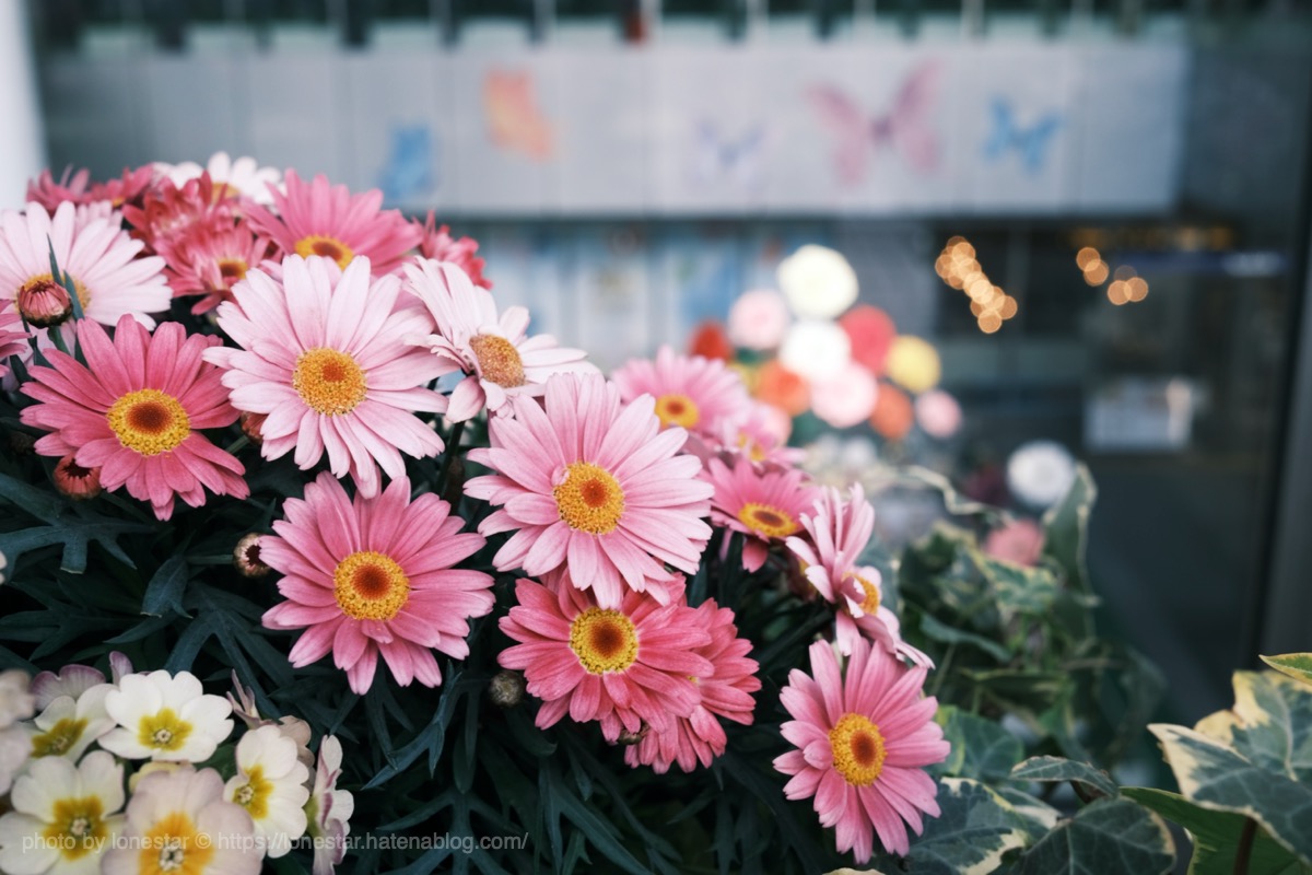 f:id:lonestartx:20200309135210j:plain コンデジとは思えないボケ味