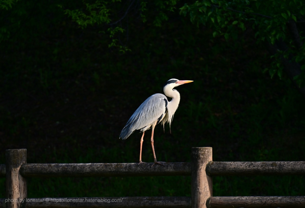 f:id:lonestartx:20210503083917j:plain